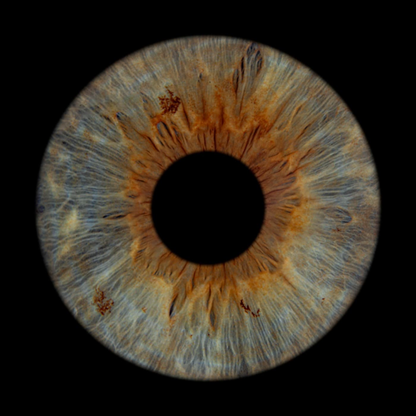 Iris von Marcel Marchion